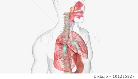 Oxygen rich air enters through your nose or mouth and reaches the lungs through your airways. Oxygen rich air enters through your nose or mouth and reaches the lungs through your airways. 101225927