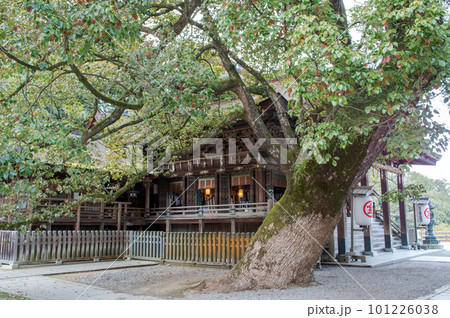 金刀比羅宮　御本宮とクスノキの巨樹　香川県 101226038