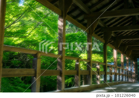 京都 初夏のもみじに包まれた東福寺の偃月橋 101226040