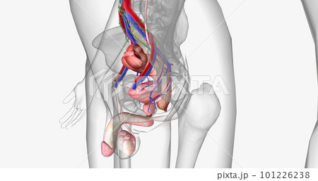 The pelvis is the most inferior region of the trunk. 101226238