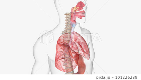Oxygen rich air enters through your nose or mouth and reaches the lungs through your airways. 101226239