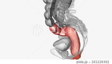 The last two sections of the large intestine are the sigmoid colon and rectum. 101226302