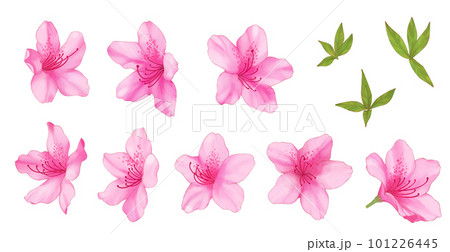 ピンクの水彩風つつじ 101226445