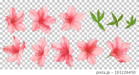 red watercolor style azalea 101226450