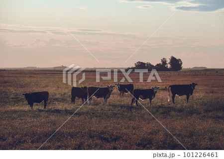 Cattle in Argentine countryside,La Pampa Province, Argentina. 101226461