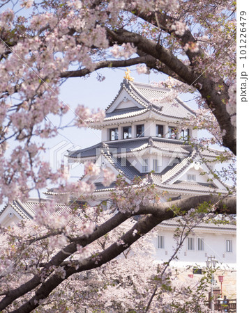 墨俣一夜城と桜　2023 101226479