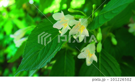 ハコネウツギ（箱根空木）の花のある風景 101226502