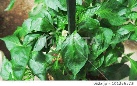 プランターのピーマンの苗とピーマンの実の風景 101226572