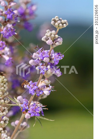Healing chaste tree violet blooming 101226656