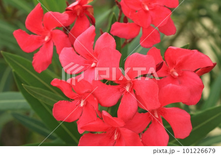 Poisonous red oleander in blossom 101226679