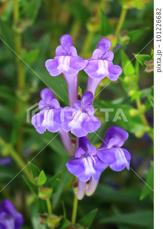 Healing baikal scull cap flower blooming 101226682