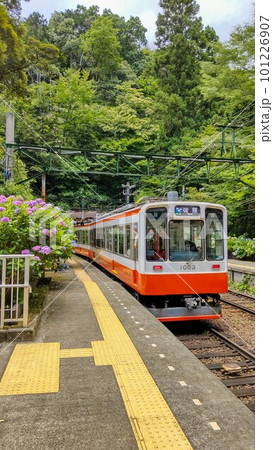 紫陽花の咲く駅を通過する箱根登山鉄道 紫陽花の咲く駅を通過する箱根登山鉄道 101226907