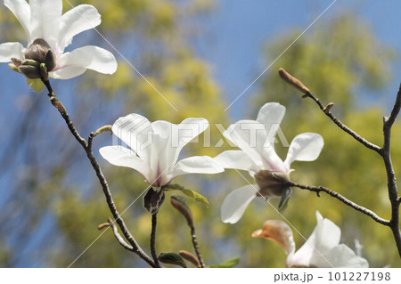 コブシの花　4月上旬 101227198