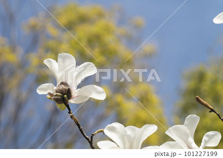 コブシの花　4月上旬 101227199