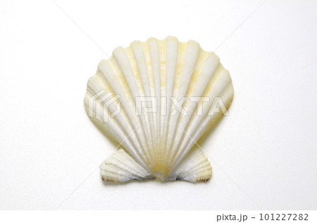 貝がら ヒオウギ貝の貝がら 写真素材 [1086646] - フォトライブラリー