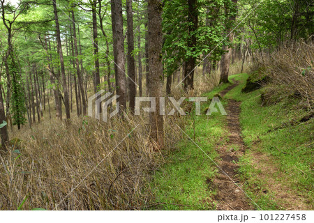 鶏頂山登山、藤原登山口より 鶏頂山登山、藤原登山口より 101227458