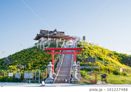 「青森県」快晴の空とウミネコ繁殖地蕪島・八戸市 101227488