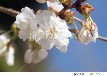 ヤマザクラの花　4月上旬　 101227792