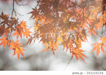 紅葉イメージ 紅葉イメージ 101228158