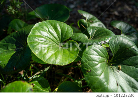 石蕗(ツワブキ) 101228230