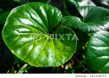 石蕗(ツワブキ) 石蕗(ツワブキ) 101228231