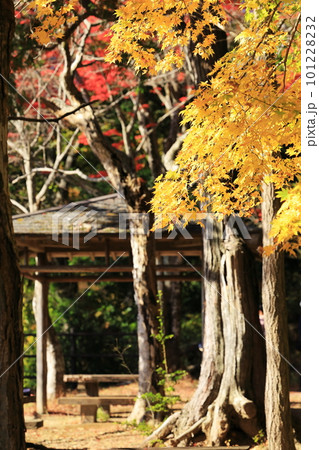 紅葉を眺める休憩所 101228232