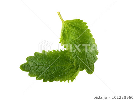 Top view of two melissa leaves on a white background. Top view of two melissa leaves on a white background. 101228960
