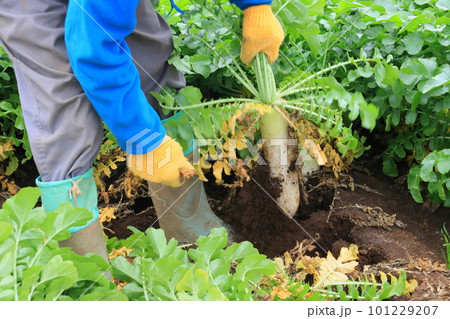 大根の収穫 青首大根の収穫 大根の収穫 青首大根の収穫 101229207