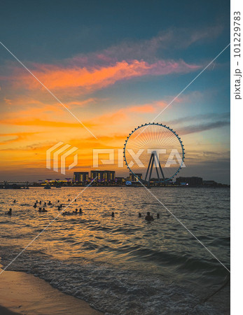 View of Marina JBR beach and the Ain Dubai Giant ferris Wheel in Meraas Dubai, United Arab Emirates 101229783