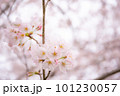 桜咲く 101230057