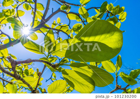 日本の植物風景 太陽光とハクモクレンの新緑。エコロジー、高潔な心、自然への愛などのイメージ…=横浜 日本の植物風景 太陽光とハクモクレンの新緑。エコロジー、高潔な心、自然への愛などのイメージ…=横浜 101230200