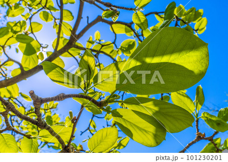日本の植物風景 ハクモクレンの新緑と青空。エコロジー、高潔な心、自然への愛などのイメージ…=横浜 日本の植物風景 ハクモクレンの新緑と青空。エコロジー、高潔な心、自然への愛などのイメージ…=横浜 101230201