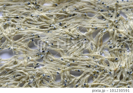 たたみいわし 101230591