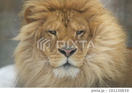精悍な顔立ちの百獣の王ライオン 精悍な顔立ちの百獣の王ライオン 101230639