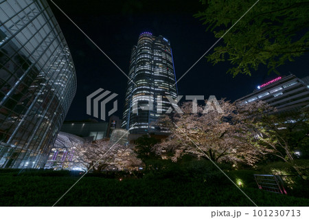 ライトアップされた満開の桜 ライトアップされた満開の桜 101230713