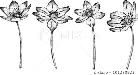 モノクロ原画 花❁❀✿✾ Set Common hepaticas Anemone hepatica flowers.のイラスト素材