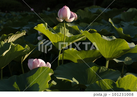 大賀はすのある公園 101231008