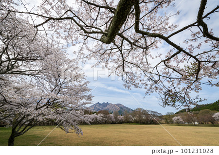 阿蘇に咲く桜の花と根子岳の風景 阿蘇に咲く桜の花と根子岳の風景 101231028