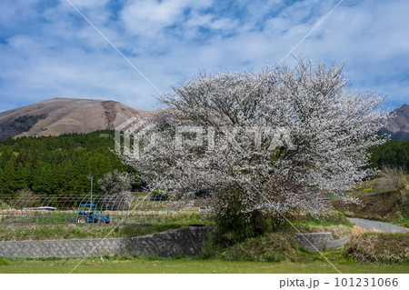 阿蘇に咲く桜の花と根子岳の風景 阿蘇に咲く桜の花と根子岳の風景 101231066