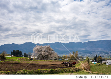 阿蘇に咲く桜の花と根子岳の風景 阿蘇に咲く桜の花と根子岳の風景 101231071