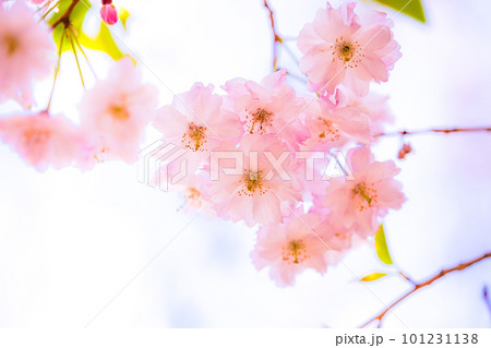 紅しだれ桜 紅しだれ桜 101231138