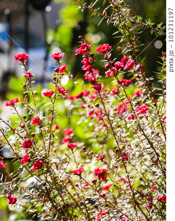 庭先で輝くギョリュウバイ【縦】 庭先で輝くギョリュウバイ【縦】 101231197