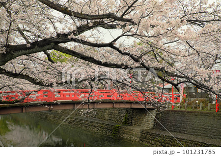 赤い橋と桜 101231785