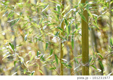 竹と笹 101231977