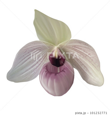 Watercolor orchid Paphiopedilum. Realistic illustration of Venus slipper 101232771