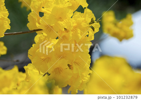 黄色い花 黄色の花 黄色花 101232879