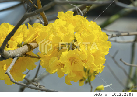 黄色い花 黄色の花 黄色花 101232883