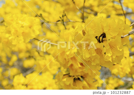 黄色い花 黄色の花 黄色花 101232887