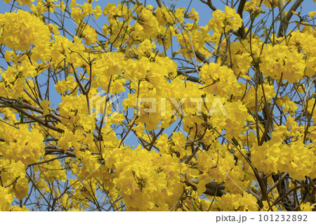黄色い花 黄色の花 黄色花 101232892