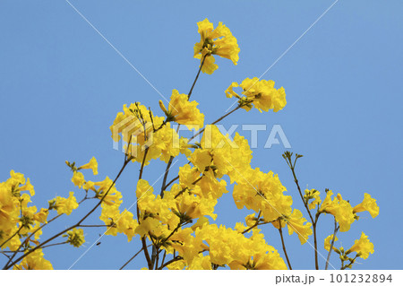 黄色い花 黄色の花 黄色花 101232894